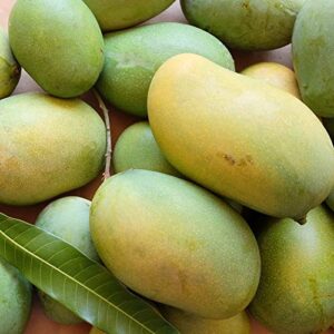 Cherukku Rasam Mango (1Kg/3Kg/5Kg Box) | Naturally Ripened and Carbide Free Mangoes